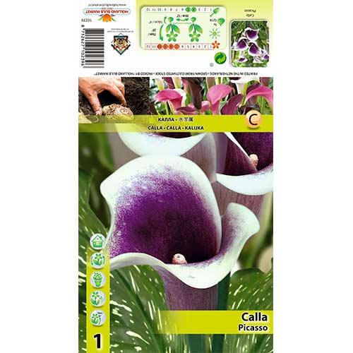 Kalla (Cantedeskia) Picasso interface.image 1 interface.art 70362