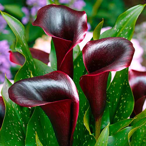 Kalla (Cantedeskia) Schwarzwalder interface.art zdjęcie 1 Kalla (Cantedeskia) Schwarzwalder interface.image 1 interface.art 68305