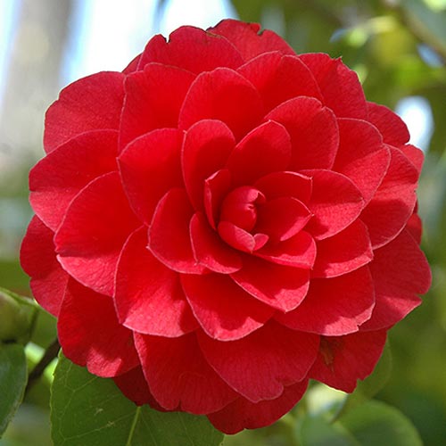 Kamelia japońska Red interface.image 1 interface.art 76649