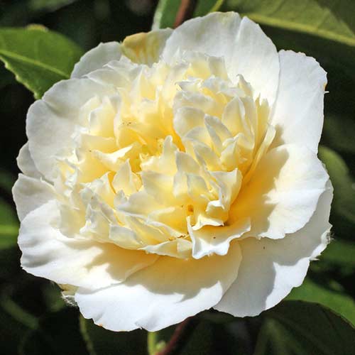 Kamelia japońska Yellow interface.art zdjęcie 1 Kamelia japońska Yellow interface.image 1 interface.art 76647