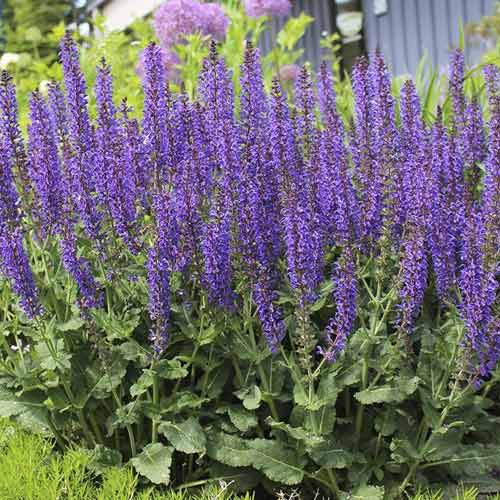 Szalwia Midnight Purple, С3 interface.image 1 interface.art 8575