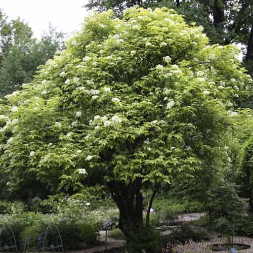 Bez czarny Aurea, С3 interface.image 1 interface.art 8576