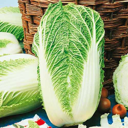 Kapusta pekińska Granaat Kiepenkerl interface.art zdjęcie 1 Kapusta pekińska Granaat Kiepenkerl interface.image 1 interface.art 96607