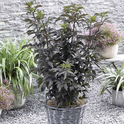 Bez czarny Black Tower PBR, С5 interface.image 1 interface.art 8577