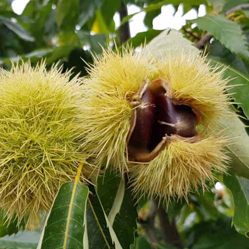 Kasztan jadalny Melivoias, С2 interface.image 1 interface.art 4860