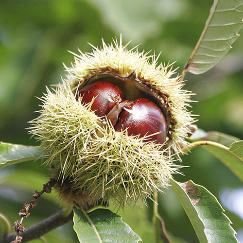 Kasztan jadalny interface.art zdjęcie 1 Kasztan jadalny interface.image 1 interface.art 9232