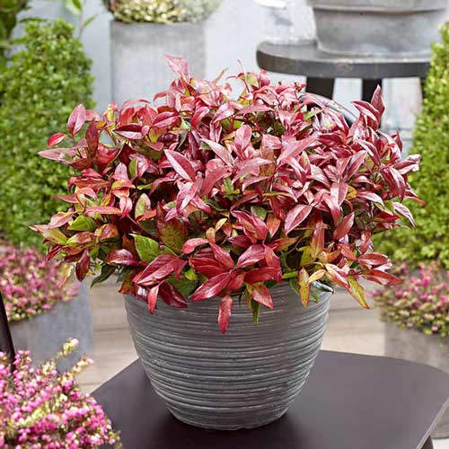 Kiścień Red Lips interface.image 1 interface.art 4462