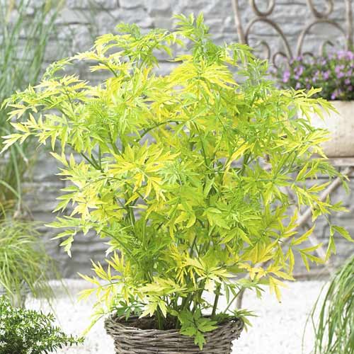 Bez czarny Golden Tower PBR, С3 interface.image 1 interface.art 8578