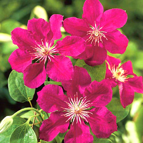 Clematis (Powojnik) Ernest Markham interface.art zdjęcie 2 Clematis (Powojnik) Ernest Markham interface.image 2 interface.art 2432