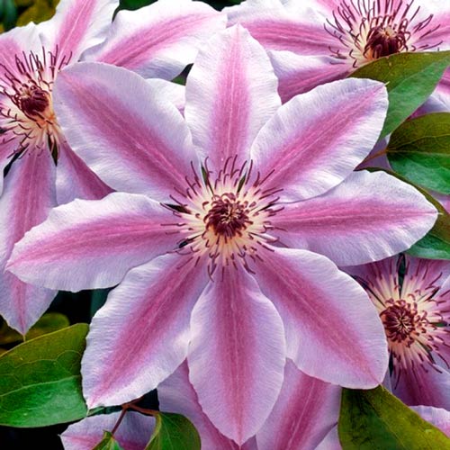 Clematis (Powojnik) Nelly Moser interface.image 2 interface.art 9054