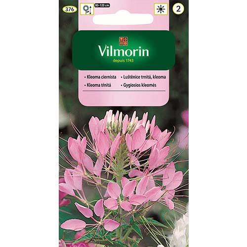 Kleoma ciernista (Kleome), mieszanka Vilmorin interface.image 1 interface.art 77678