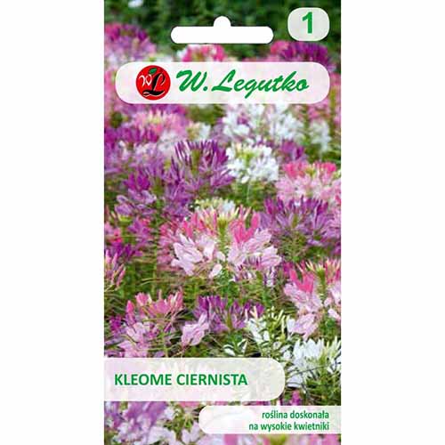 Kleome ciernista, mieszanka Legutko interface.image 1 interface.art 96715