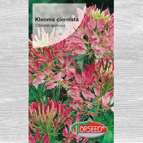 Kleome (Cleome) ciernista różowa interface.image 1 interface.art 77538