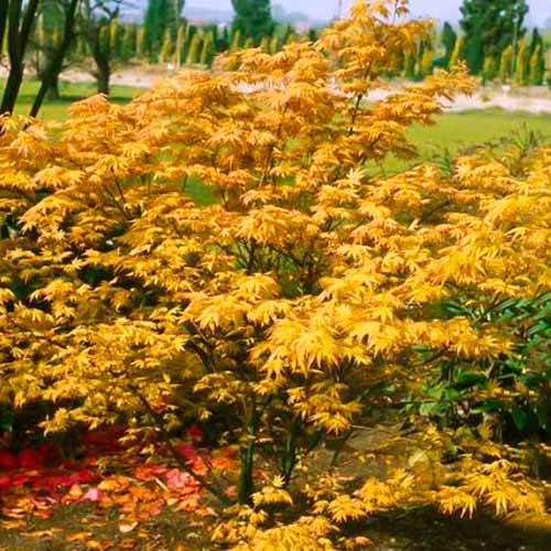 Klon japoński Orange Dream interface.image 1 interface.art 5584