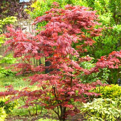 Klon palmowy Beni-maiko interface.image 1 interface.art 9138