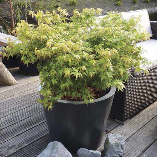 Klon palmowy Little Princess, С3 interface.image 1 interface.art 8500