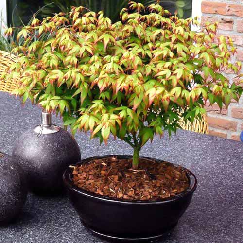 Klon palmowy Little Princess interface.art zdjęcie 1 Klon palmowy Little Princess interface.image 1 interface.art 9140