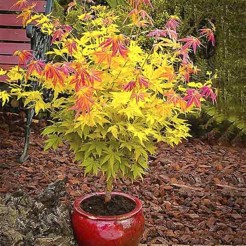 Klon palmowy Orange Dream, С3 interface.image 1 interface.art 8501