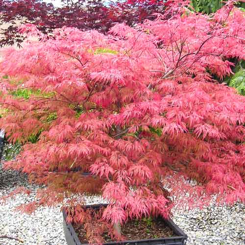 Klon palmowy Wilson’s Pink Dwarf interface.image 1 interface.art 9136