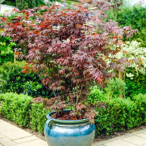 Klon palmowy interface.image 1 interface.art 9063