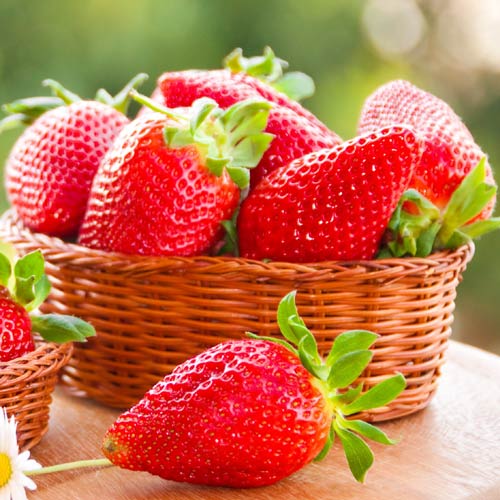 Truskawka Queen Elizabeth interface.art zdjęcie 1 Truskawka Queen Elizabeth interface.image 1 interface.art 9815