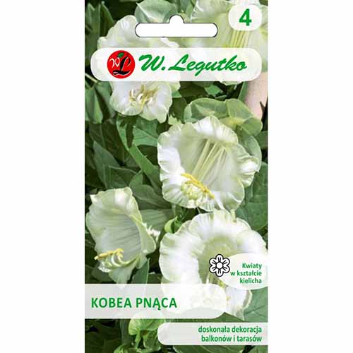Kobea pnąca biała Legutko Legutko interface.image 1 interface.art 96743