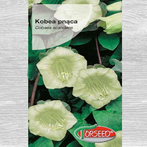 Kobea pnąca biała interface.image 1 interface.art 77539