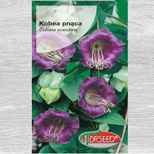 Kobea pnąca fioletowa interface.image 1 interface.art 77540