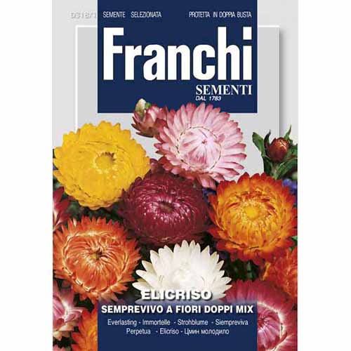 Kocanka ogrodowa, mieszanka kolorów Morami interface.image 1 interface.art 87314