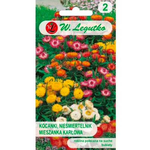 Kocanki karłowe (Nieśmiertelnik) Tom Thumb, mix interface.image 1 interface.art 78569