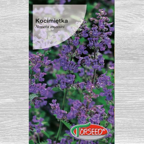 Kocimiętka (Nepeta) niebieska interface.art zdjęcie 1 Kocimiętka (Nepeta) niebieska interface.image 1 interface.art 77542