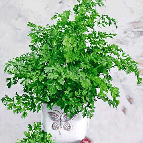 Kolendra interface.image 1 interface.art 8914