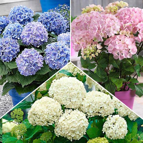 Super Oferta! Zestaw hortensji wielkokwiatowej 3 odmiany interface.image 1 interface.art 2559