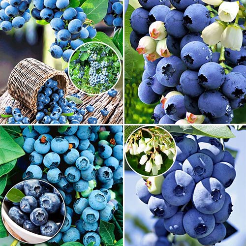 Super Oferta! Zestaw borówek amerykańskich Gigant 4 sadzonki interface.image 1 interface.art 8432