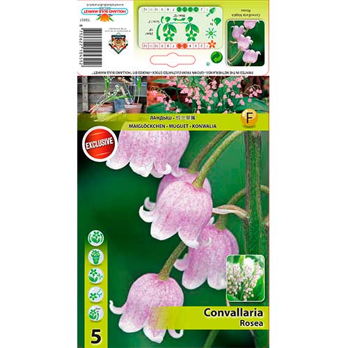 Konwalia majowa Rosea interface.art zdjęcie 1 Konwalia majowa Rosea interface.image 1 interface.art 76201