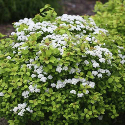 Tawuła Tor Gold PBR, С2 interface.image 1 interface.art 8580