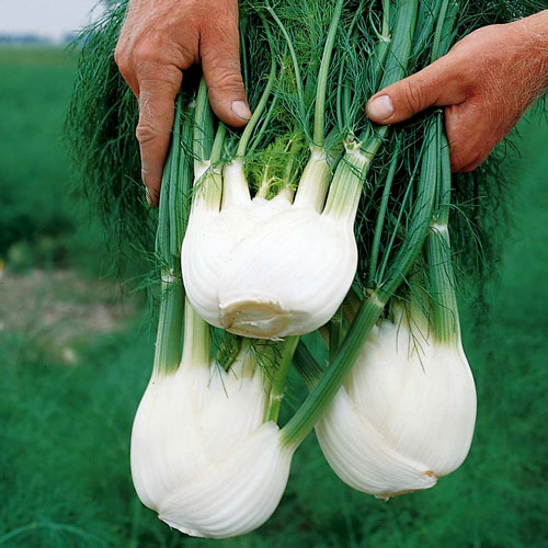 Koper włoski  interface.image 1 interface.art 8700