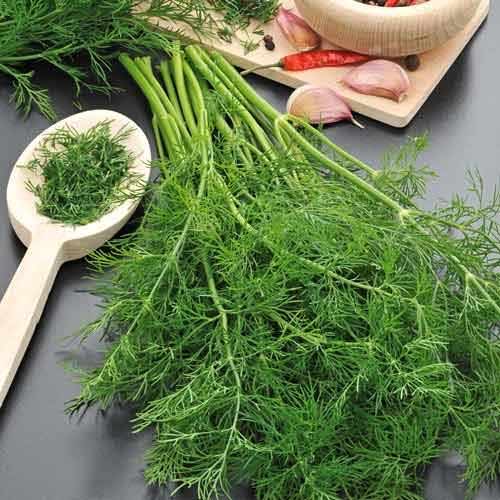 Koper włoski jednoroczny Megnafena interface.image 1 interface.art 66974