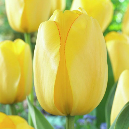 Korzystny zakup! Tulipan Darwina Golden Parade interface.image 1 interface.art 67892