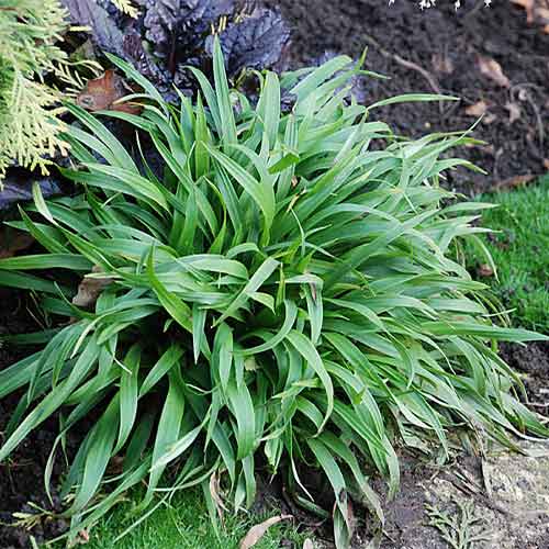 Kosmatka olbrzymia interface.image 1 interface.art 01387