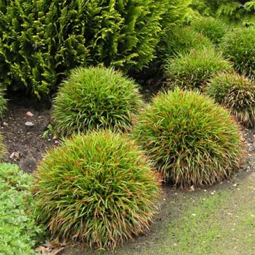 Kosmatka owłosiona Igel interface.image 1 interface.art 01386