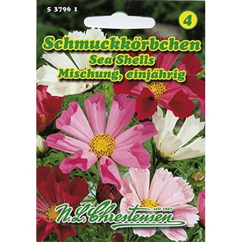 Kosmos Sea Shells, mix kolorow interface.image 1 interface.art 87805