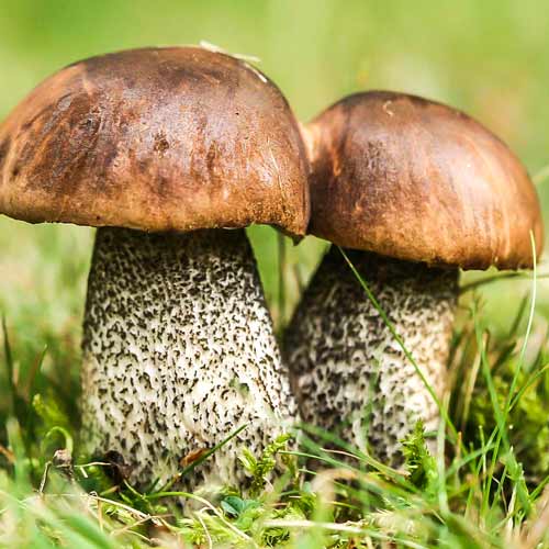 Koźlarz Babka interface.image 1 interface.art 9739