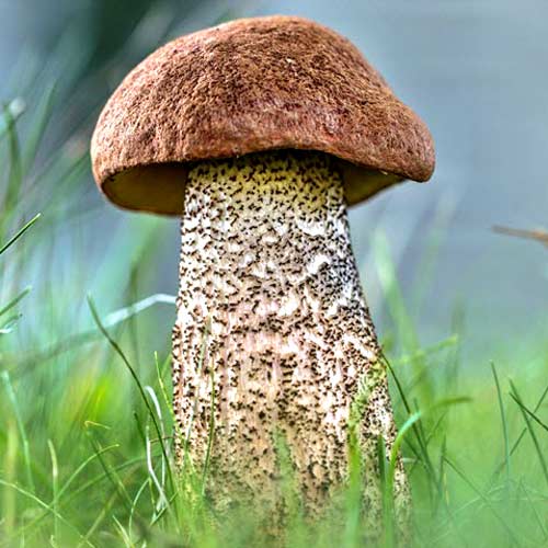 Koźlarz Babka interface.image 2 interface.art 9739