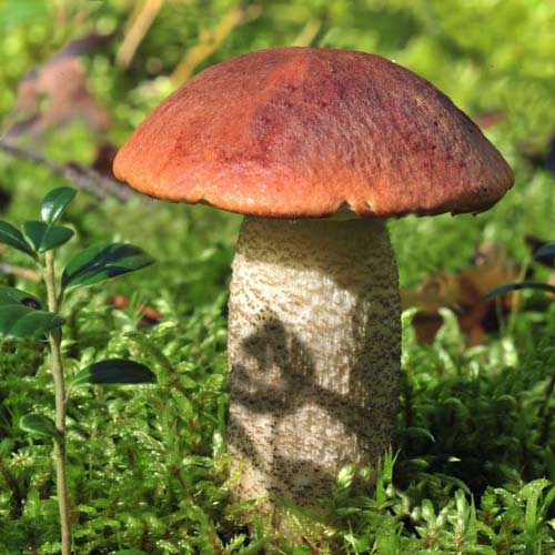 Koźlarz Czerwony interface.image 1 interface.art 9740