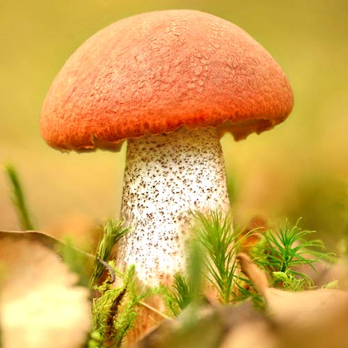 Koźlarz Czerwony interface.image 2 interface.art 9740