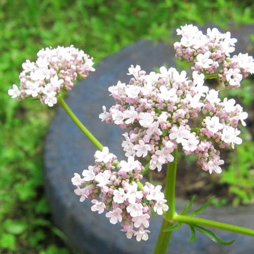 Kozłek lekarski interface.image 1 interface.art 66975