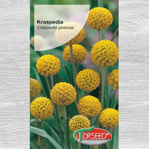 Kraspedia kulista interface.art zdjęcie 1 Kraspedia kulista interface.image 1 interface.art 77543