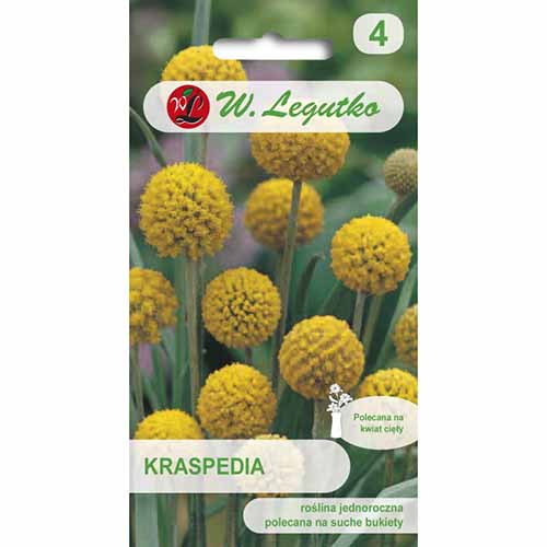 Kraspedia żółta Legutko interface.image 1 interface.art 96745