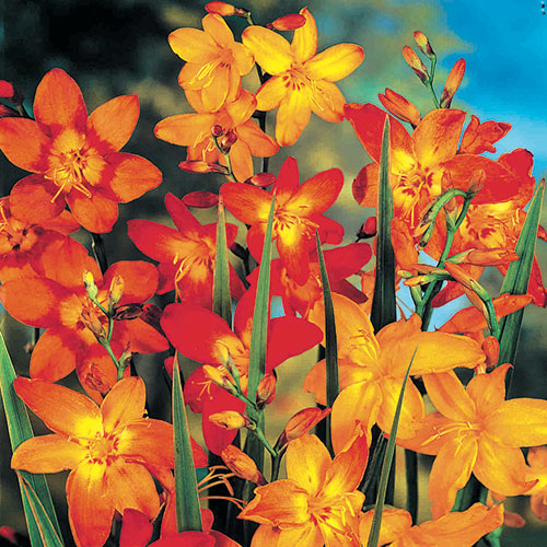 Krokosmia, miks kolorów interface.image 1 interface.art 3238